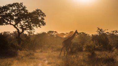 Güney Afrika 'daki Kruger Ulusal Parkı' nda gün batımında arka planda yürüyen zürafa; Giraffidae ailesinden Tür Giraffa camelopardalis
