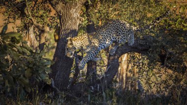 Güney Afrika Kruger Ulusal Parkı 'nda sincap avlayan leopar Felidae familyasından Specie Panthera pardus.