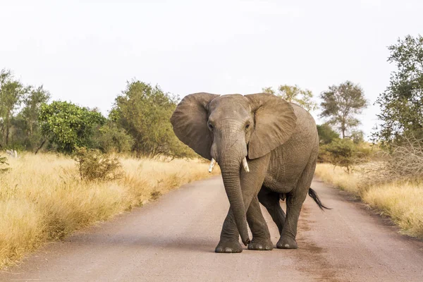 African Bush Elephant Blocking Safari Gravel Road Kruger National Park — Stock Photo, Image