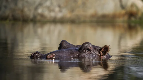 Hippopotamus Cabeça Nível Superfície Vista Água Parque Nacional Kruger África — Fotografia de Stock