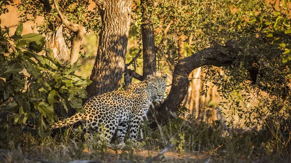 Luipaard Bush Zoek Naar Camera Kruger National Park Zuid Afrika — Stockfoto