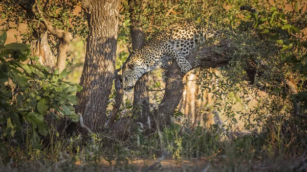 Leopard Skáče Stromě Kruger National Park Jižní Afrika Skupina Čeleď — Stock fotografie