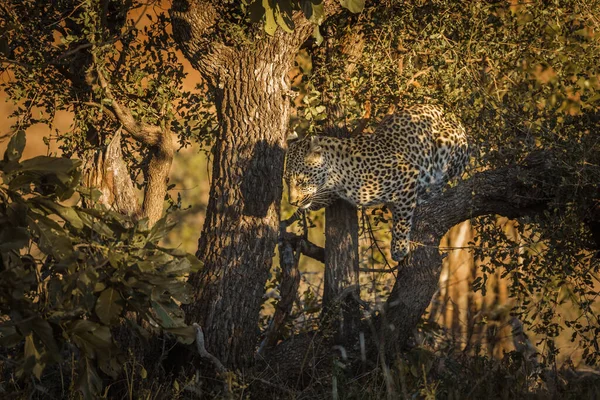 Leopardo Che Salta Giù Albero Nel Parco Nazionale Kruger Sud — Foto Stock