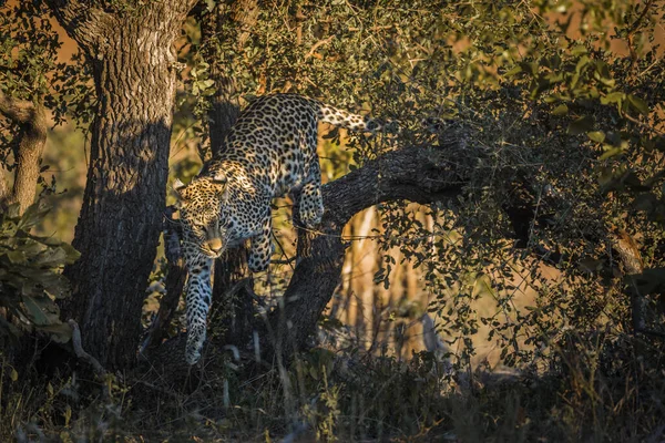 Leopardo Saltando Árbol Parque Nacional Kruger Sudáfrica Especie Panthera Pardus —  Fotos de Stock