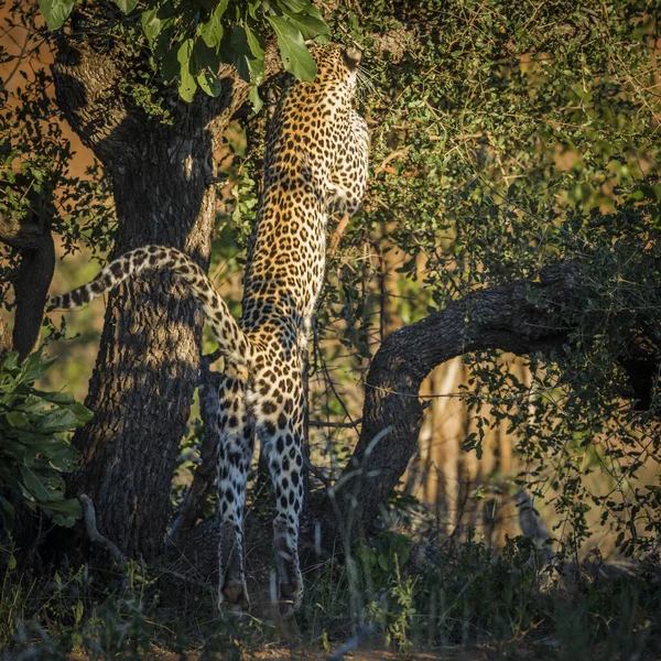 Lampart Skaczący Drzewie Parku Narodowym Kruger Rpa Rodzina Felidae Gatunku — Zdjęcie stockowe
