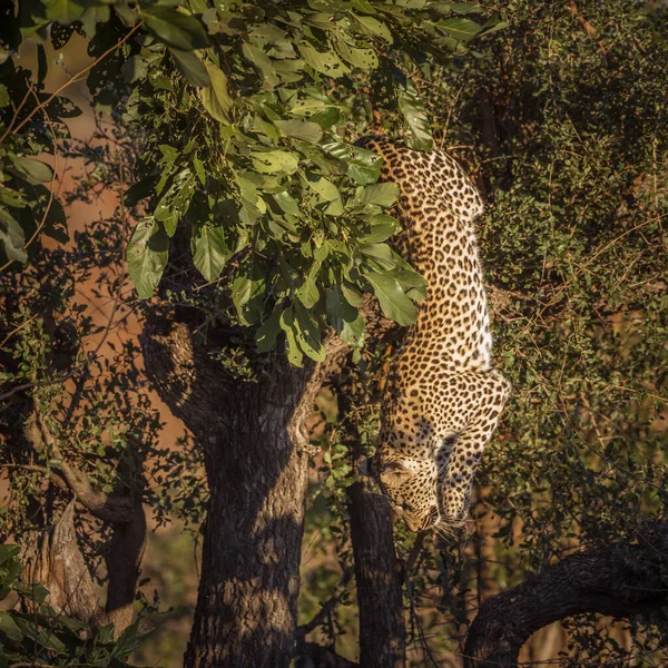 Leopard Jumping Tree Kruger National Park South Africa Specie Panthera — Stock Photo, Image