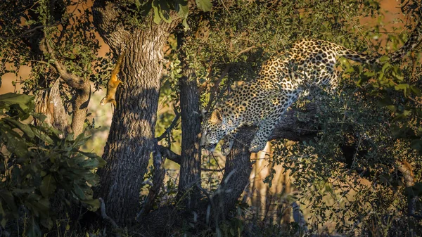 Leopardo Cazando Una Ardilla Parque Nacional Kruger Sudáfrica Especie Panthera — Foto de Stock