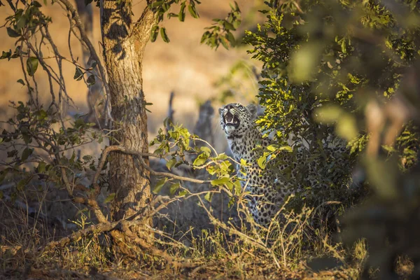 Leopard Olhando Para Cima Boca Aberta Parque Nacional Kruger África — Fotografia de Stock