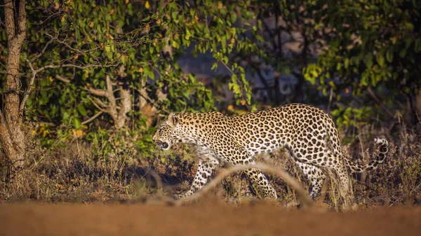 Leopárd Sétál Bokorban Kruger Nemzeti Parkban Dél Afrikában Specie Panthera — Stock Fotó