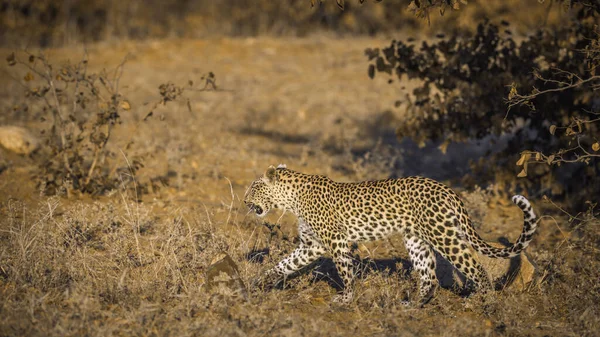 Leopardo Caminando Por Los Arbustos Parque Nacional Kruger Sudáfrica Especie —  Fotos de Stock