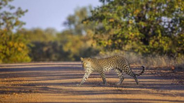 Güney Afrika Kruger Ulusal Parkı 'nda safari çakıl yolundan geçen leopar Felidae ailesinden Specie Panthera pardus