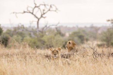 Güney Afrika 'daki Kruger Ulusal Parkı' nda yatan Afrika aslanı çifti Felidae 'deki Specie Panthera leo ailesi