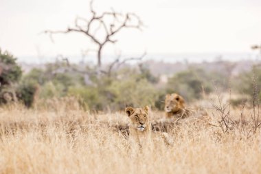 Güney Afrika 'daki Kruger Ulusal Parkı' nda yatan Afrika aslanı çifti Felidae 'deki Specie Panthera leo ailesi