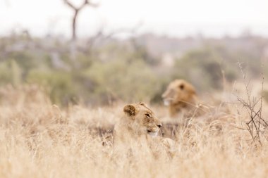 Güney Afrika 'daki Kruger Ulusal Parkı' nda yatan Afrika aslanı çifti Felidae 'deki Specie Panthera leo ailesi