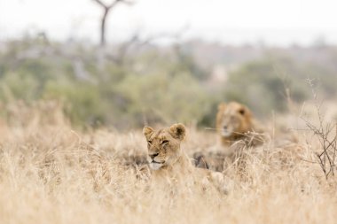 Güney Afrika 'daki Kruger Ulusal Parkı' nda yatan Afrika aslanı çifti Felidae 'deki Specie Panthera leo ailesi