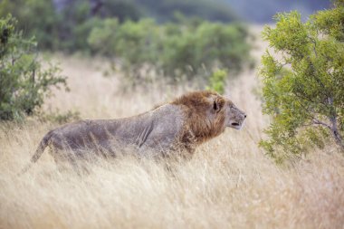  Genç Afrika erkek aslanı, Güney Afrika 'daki Kruger Ulusal Parkı' nda, Felidae 'deki Specie Panthera Leo ailesinde avlanıyor.