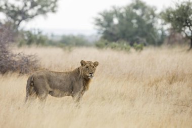 Güney Afrika 'daki Kruger Ulusal Parkı' nda savanada duran Afrika aslanı genç erkek; Felidae 'deki Specie Panthera leo ailesi