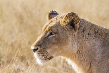 Afrika aslanı Kruger Ulusal Parkı, Güney Afrika; Specie Panthera leo ailesi Felidae