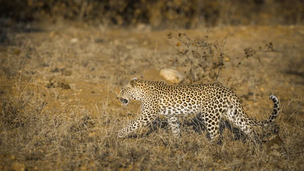 Leopardo Caminhando Mato Parque Nacional Kruger África Sul Espécie Panthera — Fotografia de Stock