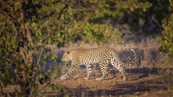 Leopárd Sétál Bokorban Kruger Nemzeti Parkban Dél Afrikában Specie Panthera — Stock Fotó