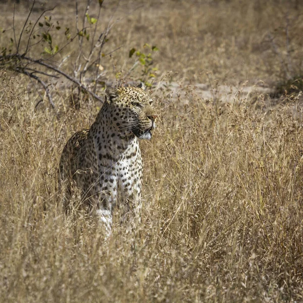 Léopard Debout Dans Savane Vue Face Dans Parc National Kruger — Photo