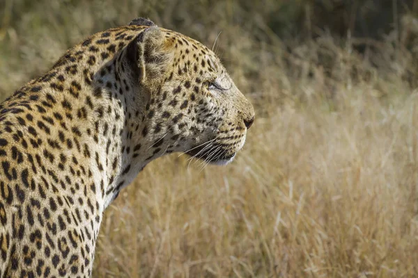 Profilo Ritratto Leopard Nel Parco Nazionale Kruger Sud Africa Specie — Foto Stock