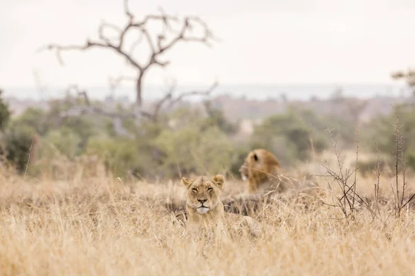Ζευγάρι Αφρικανικό Λιοντάρι Που Βρίσκεται Στη Σαβάνα Στο Εθνικό Πάρκο — Φωτογραφία Αρχείου