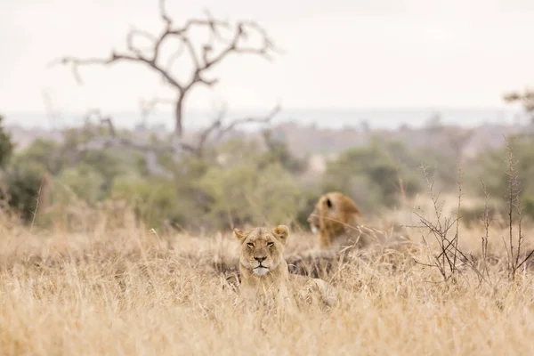 Couple African Lion Lying Savanah Kruger National Park South Africa — Stock Photo, Image