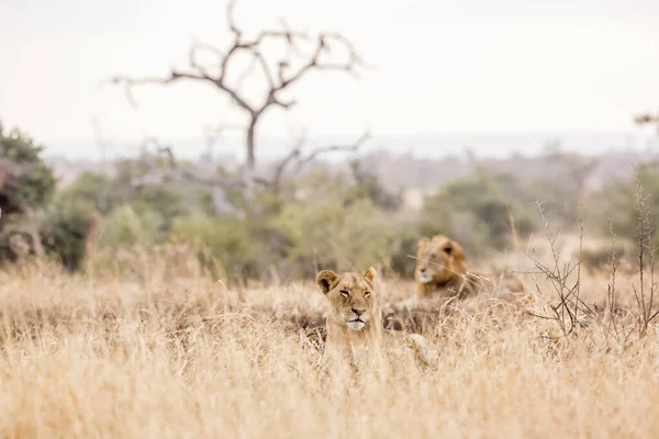 Paar Afrikaanse Leeuwen Liggen Savanne Kruger National Park Zuid Afrika — Stockfoto