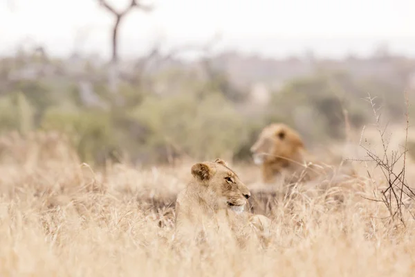 Ζευγάρι Αφρικανικό Λιοντάρι Που Βρίσκεται Στη Σαβάνα Στο Εθνικό Πάρκο — Φωτογραφία Αρχείου