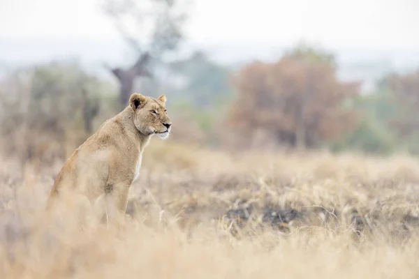 Leone Africano Seduto Nella Savana Nel Parco Nazionale Kruger Sudafrica — Foto Stock