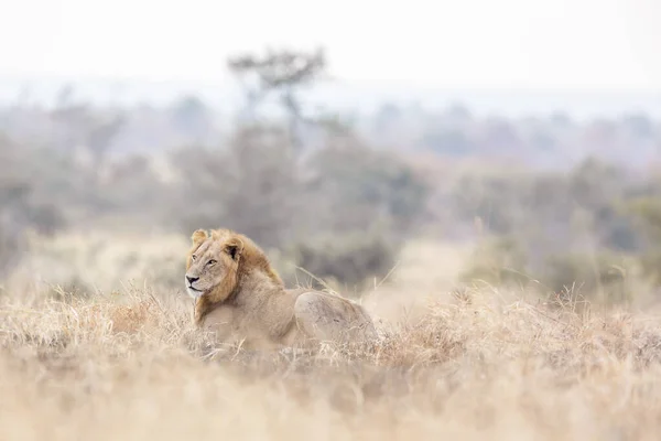 Afrikanskt Lejon Hane Liggande Morgonen Savann Kruger National Park Sydafrika — Stockfoto