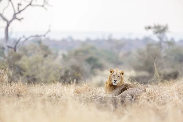 Αφρικανικό Λιοντάρι Αρσενικό Ξαπλωμένο Πρωί Σαβάνα Στο Kruger National Park — Φωτογραφία Αρχείου