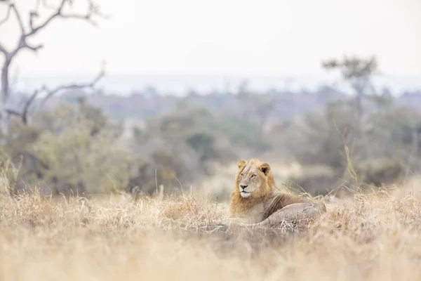 非洲雄狮躺在南非克鲁格国家公园的清晨草原上 Felidae的Panthera Leo特科 — 图库照片