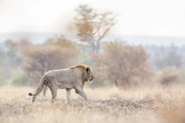 Afrikaanse Leeuw Mannetje Wandelen Ochtend Savanne Kruger National Park Zuid — Stockfoto
