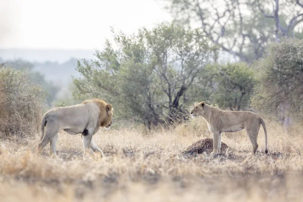 African Lion Male Meeting Lioness Kruger National Park South Africa — Stock Photo, Image