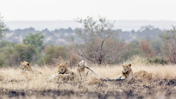 Orgulho Leão Africano Descansando Savana Manhã Parque Nacional Kruger África — Fotografia de Stock