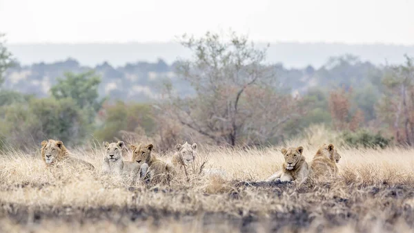 Pýcha Afrického Lva Odpočívající Ranní Savaně Národním Parku Kruger Jižní — Stock fotografie