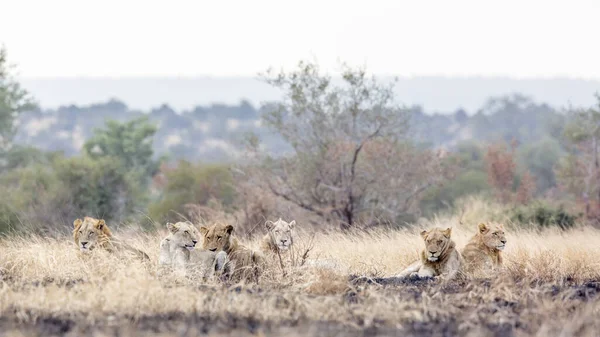 アフリカのライオンの誇りは 南アフリカのクルーガー国立公園の朝サバンナで休んでいます — ストック写真