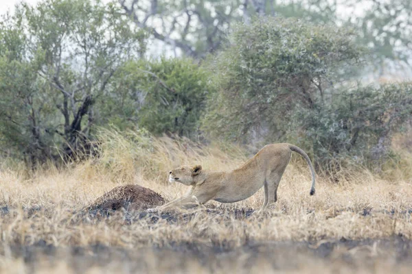 Leona Africana Que Extiende Sabana Mañana Parque Nacional Kruger Sudáfrica —  Fotos de Stock