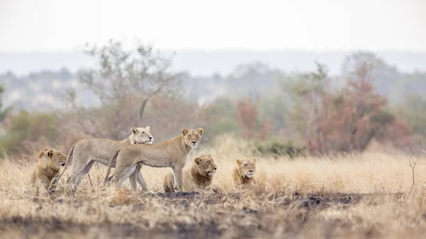 Pýcha Afrického Lva Odpočívající Ranní Savaně Národním Parku Kruger Jižní — Stock fotografie