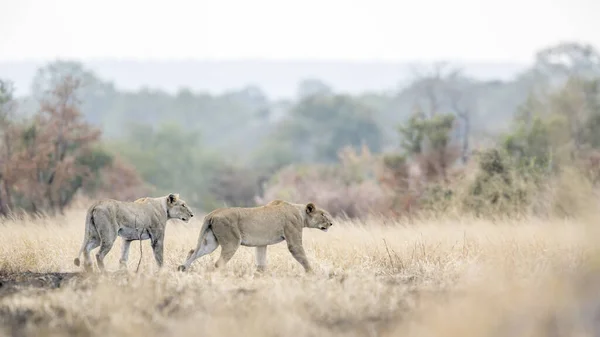 Δύο Αφρικανικές Λέαινες Για Κυνήγι Στο Εθνικό Πάρκο Kruger Νότια — Φωτογραφία Αρχείου