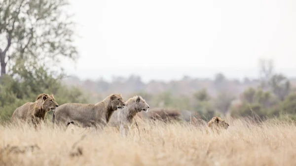 Гордость Африканского Льва Белым Львом Движении Национальном Парке Крюгер Южная — стоковое фото