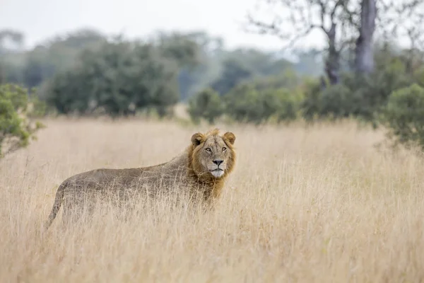 Afrikanskt Lejon Ung Hane Står Savann Kruger National Park Sydafrika — Stockfoto