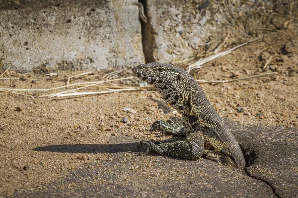 Rock Monitor Coming Out Hole Kruger National Park South Africa — Stock Photo, Image