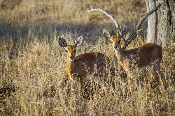 Steenbok Pár Suché Savaně Kruger National Park Jižní Africe Specie — Stock fotografie