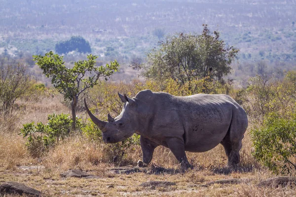 Long Horn Southern White Rhinoceros Savannah Kruger National Park South — стокове фото