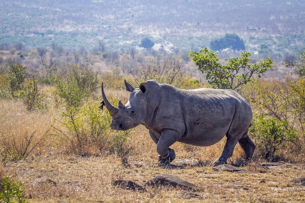 Long Horn Southern White Rhinoceros Savannah Kruger National Park South — стокове фото