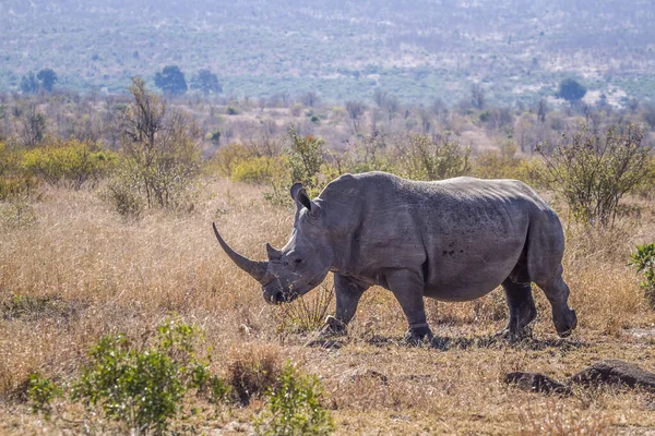Long Horn Southern White Rhinoceros Savannah Kruger National Park South — Stock Photo, Image
