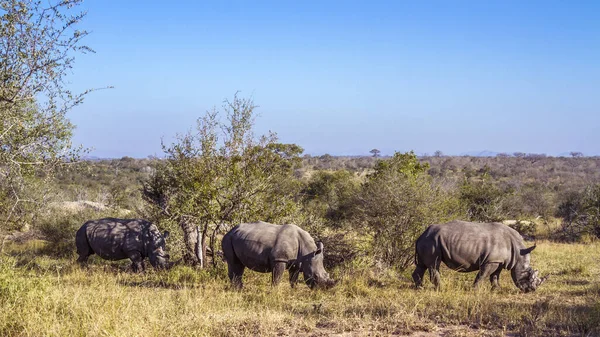 Tres Rinocerontes Blancos Del Sur Pastando Sabana Parque Nacional Kruger — Foto de Stock